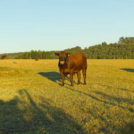 Cows grazing in the fields of southern Chile  AraucanÃ­a Andean の写真素材
