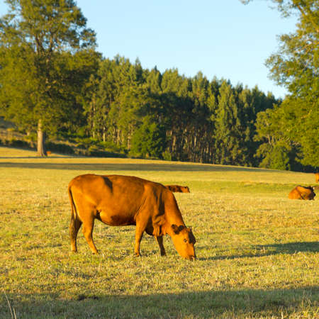 Cows grazing in the fields of southern Chile  AraucanÃ­a Andean の写真素材