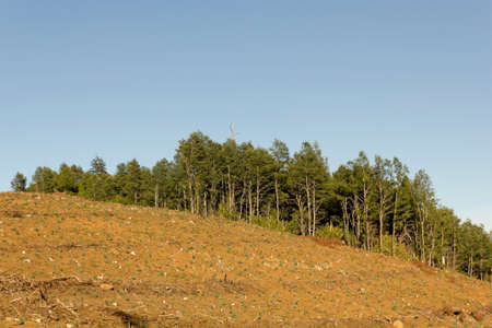 Deforestation in the Chilean Andes  Timber industry is the most important in the country 