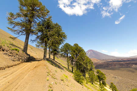 Malalcahuello Park in the Lakes region, south of Chile の写真素材