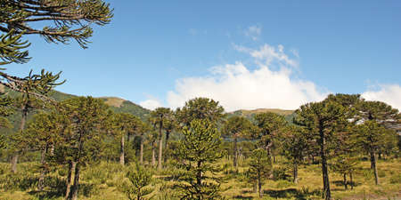 Araucaria (Araucaria araucana) trees in Bio bio Park (Chile)の写真素材