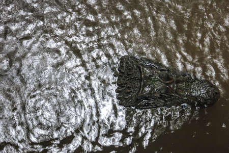 Alligator found in the Bolivian Amazon Rainforest. Caiman (Caimaninae) at Madidi National Park, Boliviaの写真素材