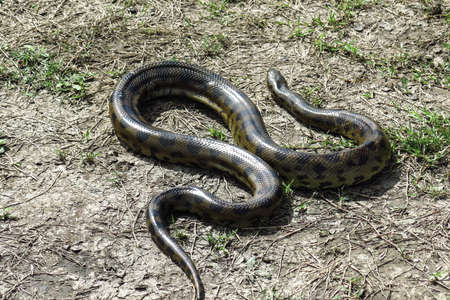 Green anaconda Eunectes murinus. Las Pampas de Yacuma National Park, Amazon, Boliviaの写真素材