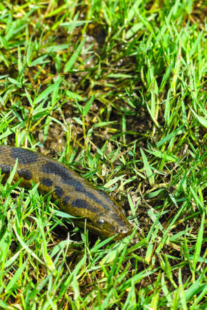 Green anaconda Eunectes murinus. Las Pampas de Yacuma National Park, Amazon, Bolivia
