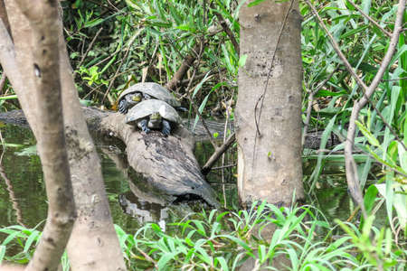 Bolivia, Pampas del Yacuma protect area near Rurrenabaque and Madidi National Park in Bolivian Amazon area. The photo present turtles in the Yacuma river.の写真素材
