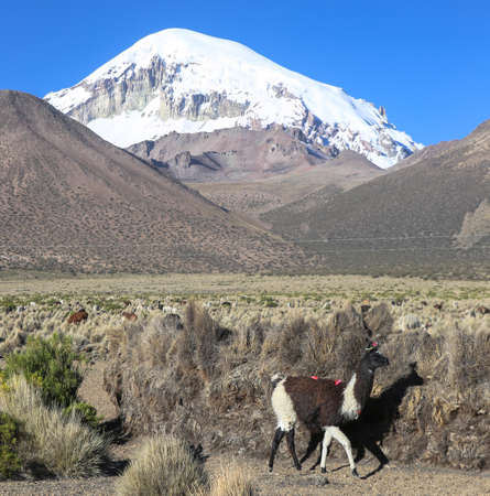 The Andean landscape with herd of llamas, with the Sajama volcano on background.の写真素材