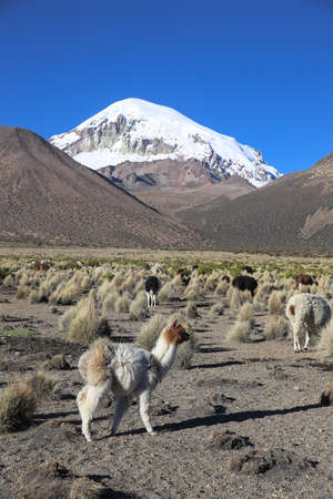 The Andean landscape with herd of llamas, with the Sajama volcano on background.の写真素材
