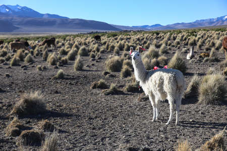 The Andean landscape with herd of llamas on Natural Park of Sajama. Bolivia.の写真素材