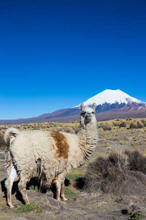 The Andean landscape with herd of llamas, with the Parinacota volcano on background.の写真素材