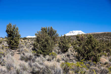 Quenoa forest, Polylepis tarapacana, the only vegetation that grows at 4000 meters altitude. It is considered one of the highest forests of the world. Natural Park of Sajama, Bolivia.の写真素材