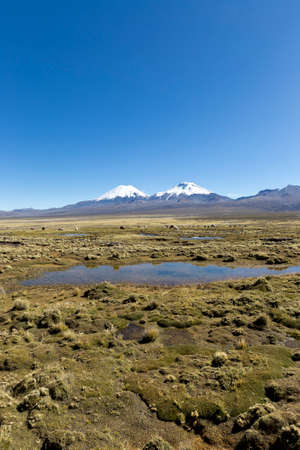 landscape of the Andes Mountains, with snow-covered volcano in the background, and a group of llamas grazing in the highlands.の写真素材