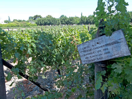 Fields of vineyards in central Chile. Growing grapes for industrial use: wine. Maule valley, Chileの写真素材