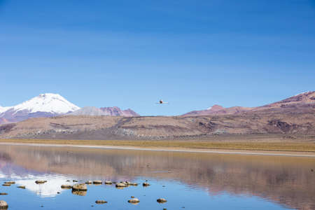 A flamingo fly with the snowcapped volcano Parinacota the background. Sajama National Park, on the border between Bolivia and Chile over 4500 meters. Range of the Andes.の写真素材