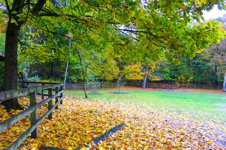 Germany, Hamburg, Autumn forest.  Autumn Impression from the Saxony forest near Hamburg, Germany