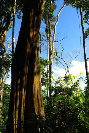 Image of Amazon forest in the Madidi National Park, Bolivia