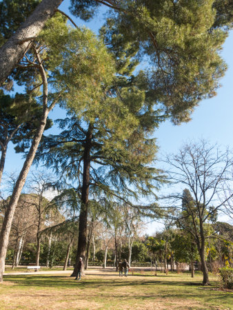 Madrid, Spain - January 27, 2018: the Retiro Park in Madrid. The Buen Retiro Park is a historic garden and public park, considered one of the main tourist attractions of the city. Spain.のeditorial素材