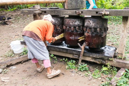 AMAZON REGION, RURRENABAQUE, BOLIVIA - MAY 15, 2016: Image of an indigenous woman chopping sugarcane to get cane juice. Beni river area in the Madidi National Park. Boliviaのeditorial素材
