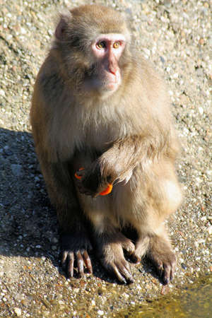 Monkey at the zoo