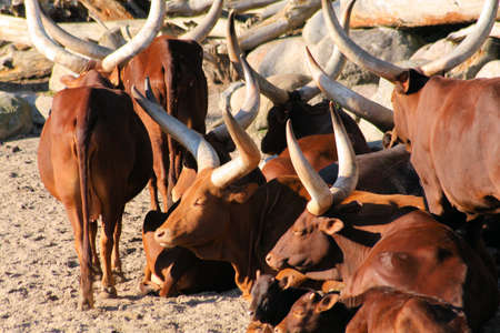 Resting Oxes at the zooの写真素材