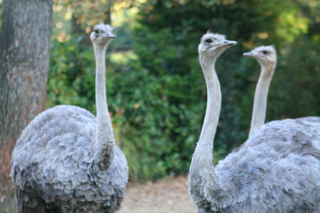 Ostrich at the zooの写真素材
