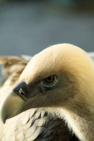 Vulture at the zooの写真素材