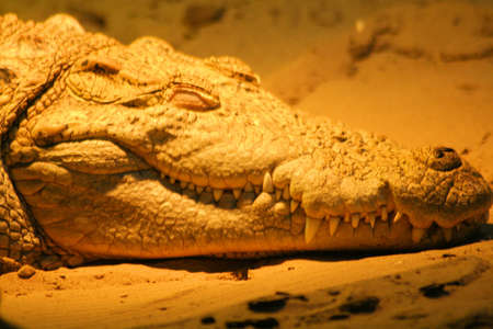 Resting crocodile at the zooの写真素材