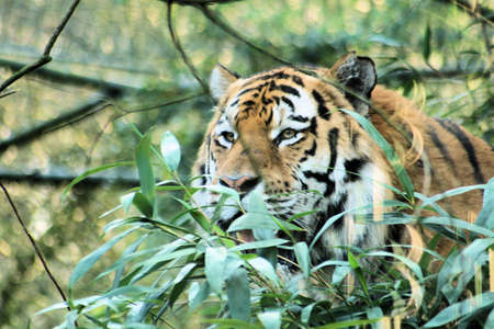 Tiger in the bush