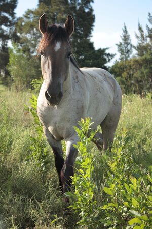 White horse portrait in the natureの写真素材