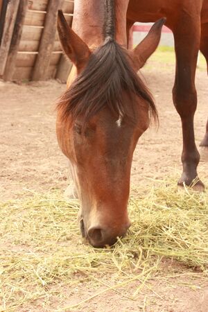 Chestnut Horse eatingの写真素材