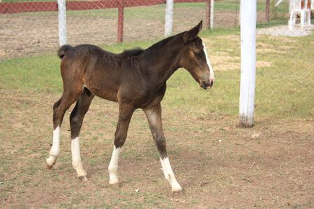 Young brown foal walkingの写真素材