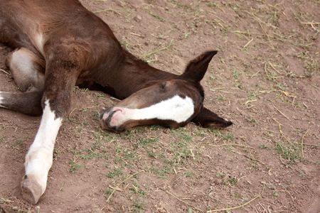 Young brown foal sleepingの写真素材