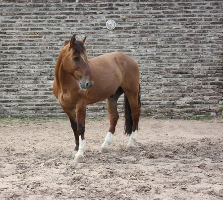 Sorrel Horse against brick wall, looking at one sideの写真素材