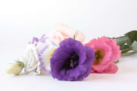 Bouquet of lisianthus flowers