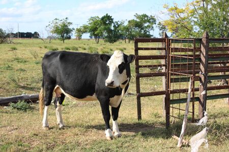 Cow in a little farmの写真素材