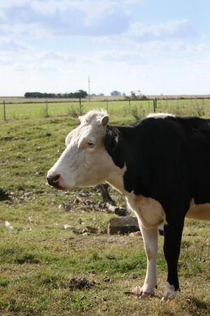 Cow in a little farmの写真素材