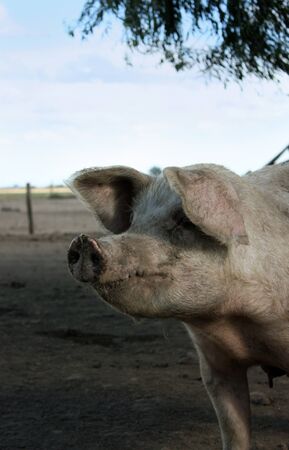 Pig looking at one side in a little farm