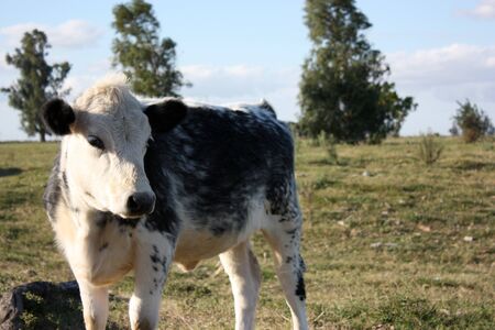Black and white calf in a little farm の写真素材
