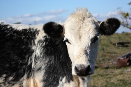 Black and white calf in a little farm の写真素材
