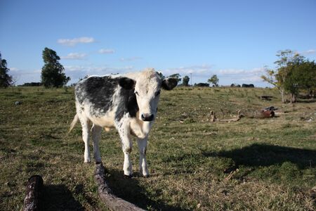 Black and white calf in a little farm の写真素材