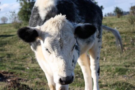 Black and white calf in a little farm, looking downの写真素材