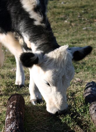 Black and white calf in a little farm eating grassの写真素材