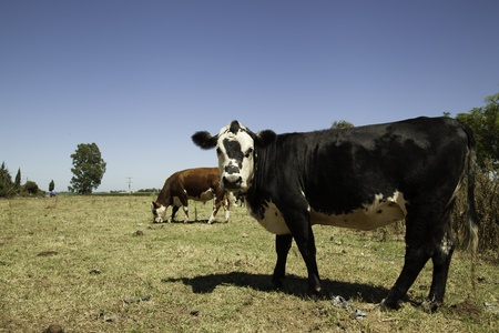 Cows feeding on prairieの写真素材