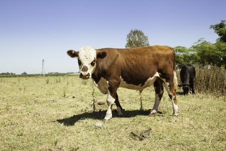 Cows feeding on prairieの写真素材