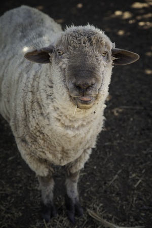 Sheep in farmの写真素材