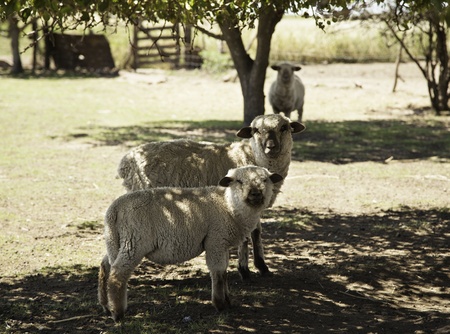 Sheeps in farmの写真素材