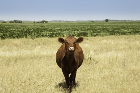 Cow in prairieの写真素材