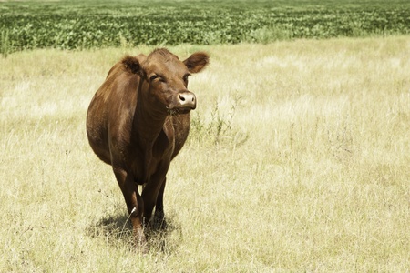 Cow portrait in prairieの写真素材