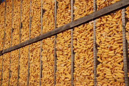 autumn Corn Field の写真素材