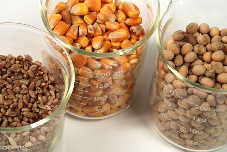 wheat, corn, soy seeds grain trioの写真素材