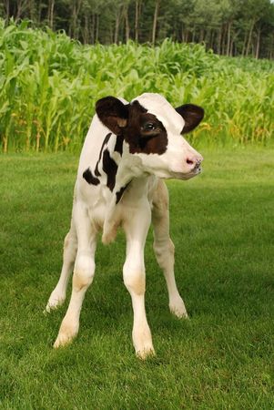 black and white holstein vealの写真素材